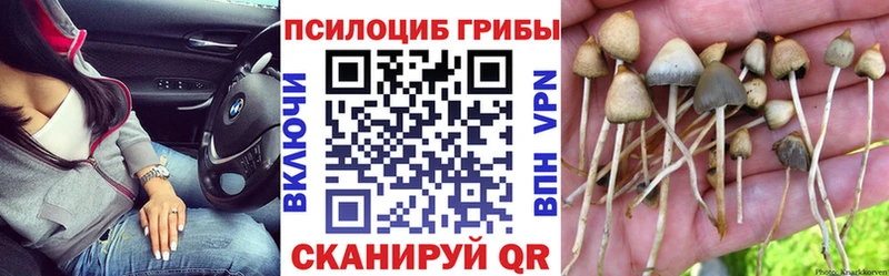 купить закладку  ссылка на мегу зеркало  нарко площадка формула  Новоульяновск  Галлюциногенные грибы Psilocybe 